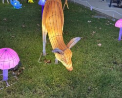 Les Lumières de Noël 5