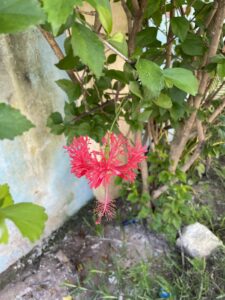 Voyage à Zanzibar 27