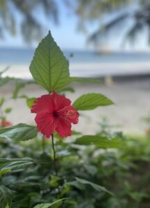 Voyage à Zanzibar 26