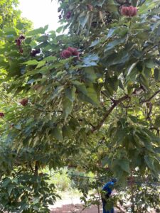 Voyage à Zanzibar 23