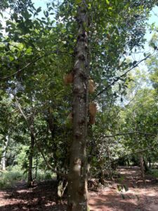 Voyage à Zanzibar 25