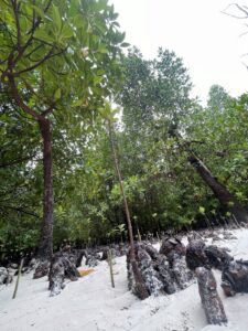 Voyage à Zanzibar 4 Zanzibar