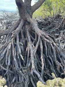 Voyage à Zanzibar 3