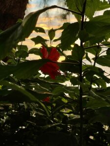 Voyage à Zanzibar 2